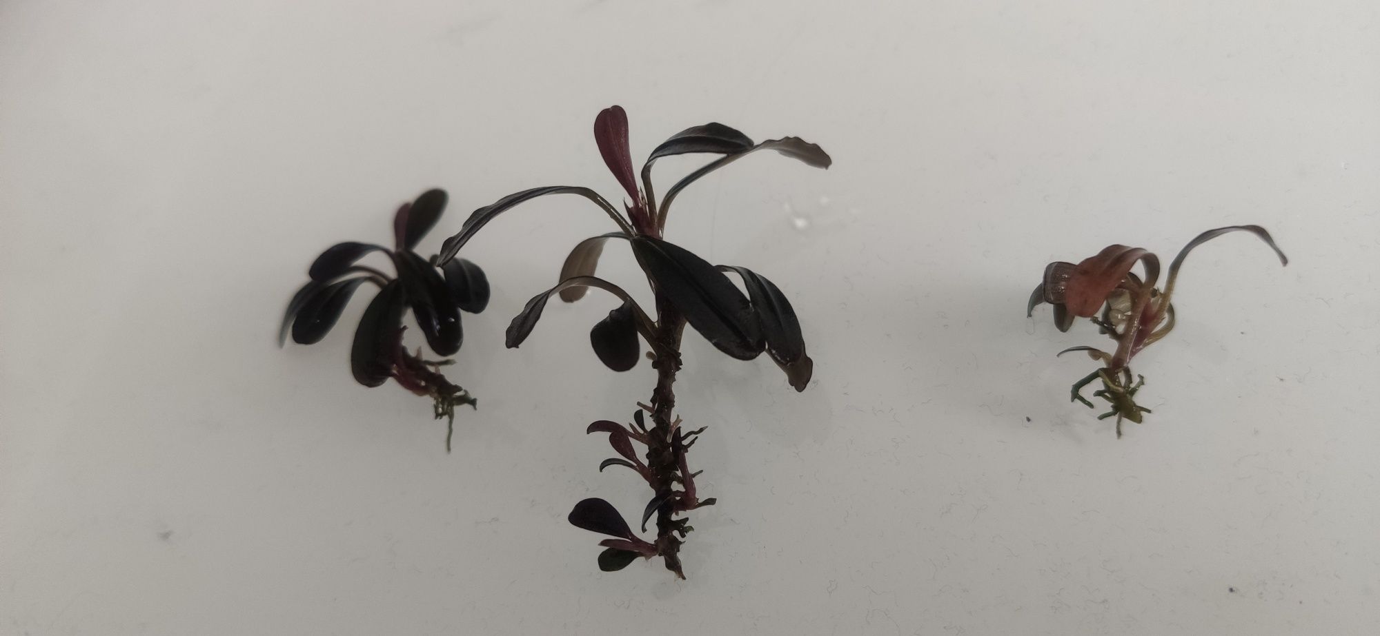 Bucephalandra Sp. Paris