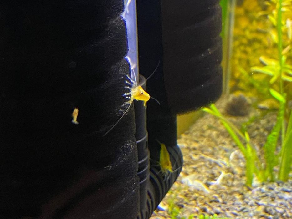 Krewetki Yellow Neon Neocaridina Żółte