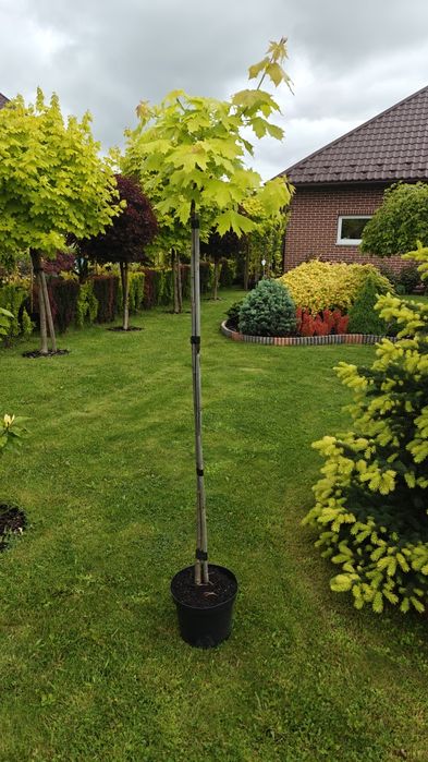 Японські клени, сосни, нівакі, магнолії