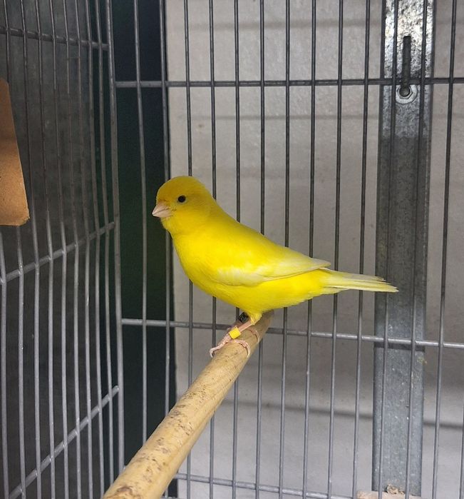 Canários Lipocromo Amarelo