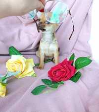 Śliczna Mała Sunia Chihuahua