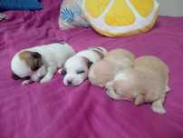 Pieski mama shih tzu