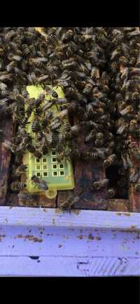 Pszczoły , rodziny pszczele