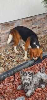 Beagl Beagle rodowodowy piesek ,