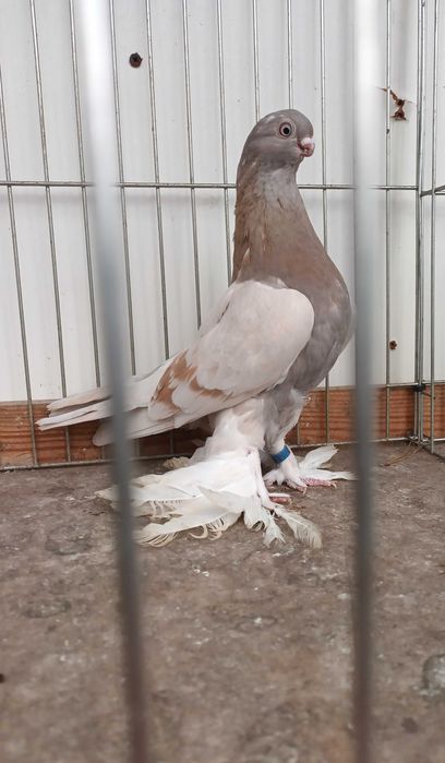 Gołebie ozdobne blauwindry samica