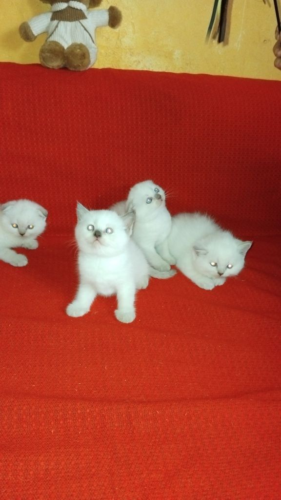 Кошки вислоухие и прямоухие
