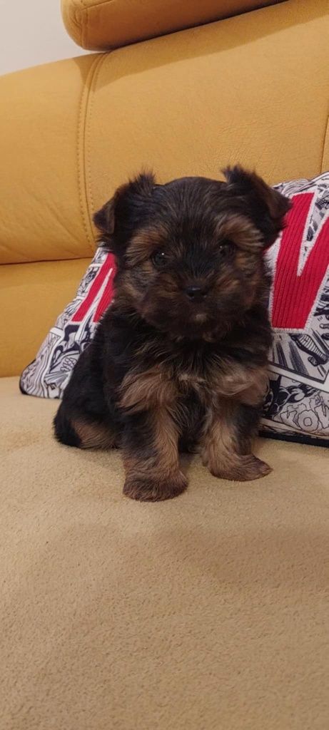 Piesek Yorkshire terrier