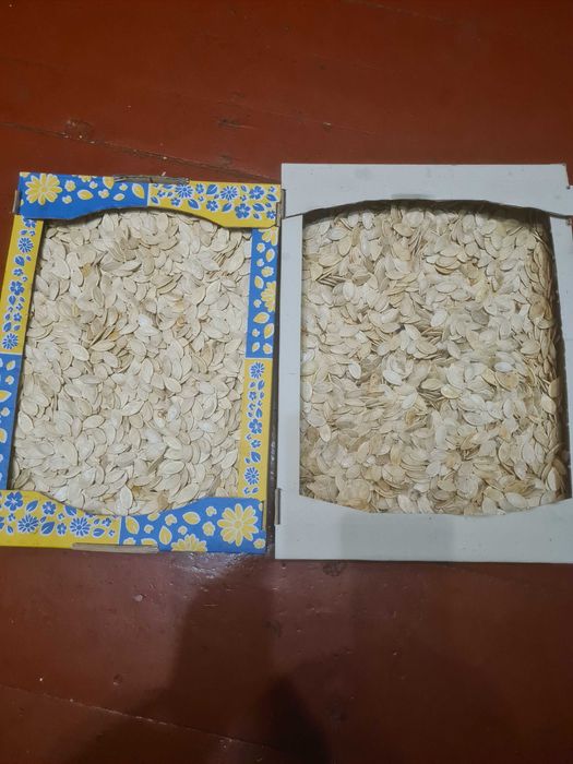 Продається гарбузове насіння