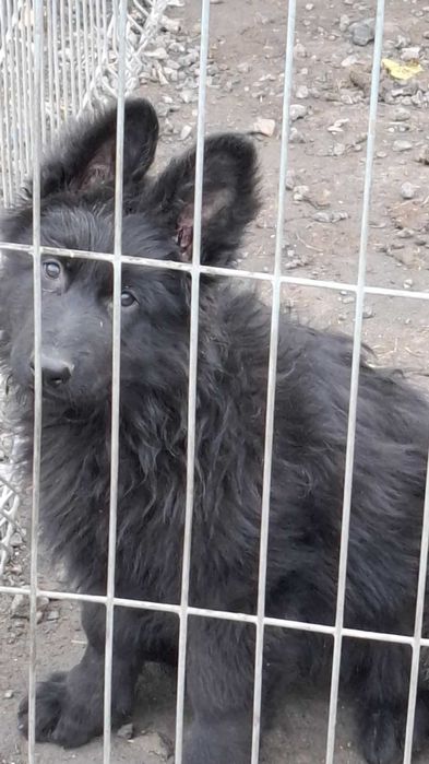 Owczarek niemiecki piesek szczenię