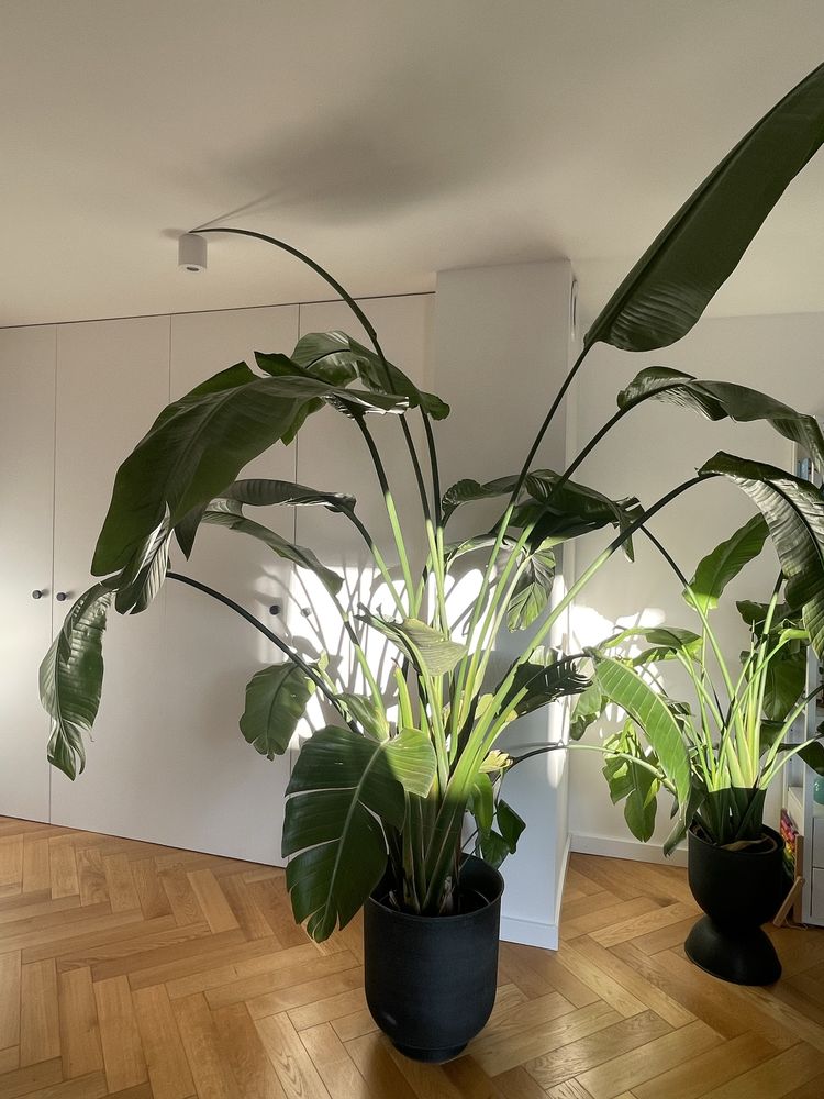 Strelicia Strelitzia Nicolai rajski ptak