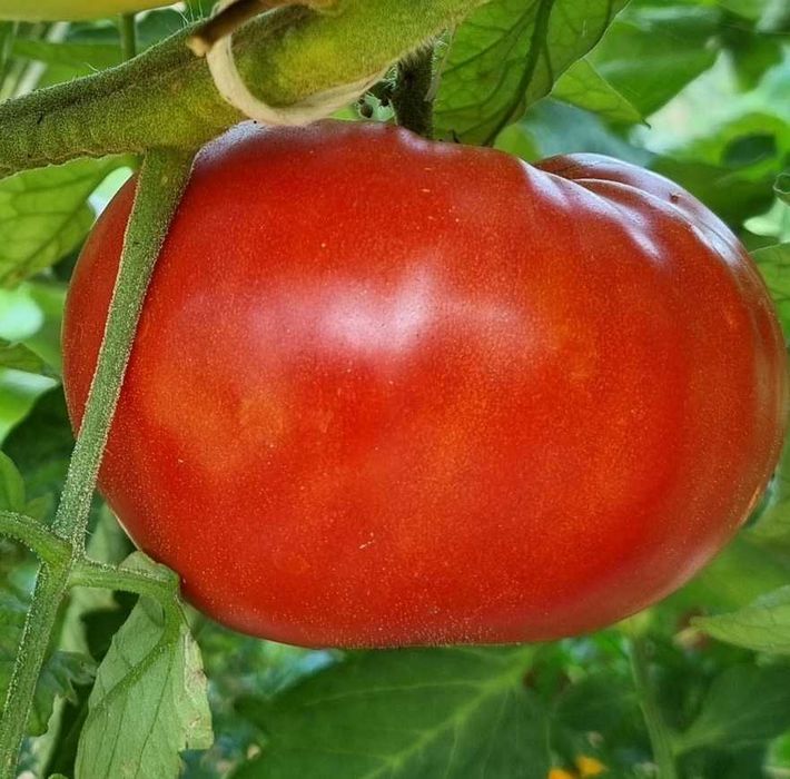 pomidor Duma Syberii nasiona kolekcjonerskie