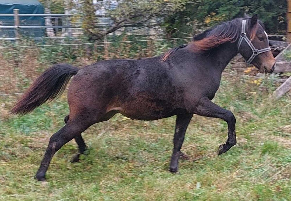 PILNIE NOWA CENA Roczna klaczka welsh part bred 145 cm