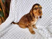 Przepiękny szczeniak Cocker spaniel angielski