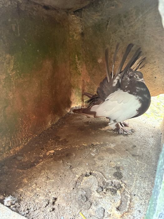 Pombos leque indiano