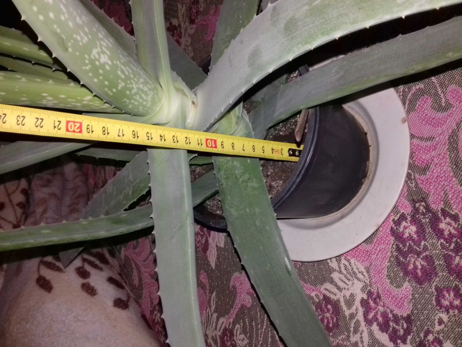 Алоэ Вера, домашняя для косметологии и лечения, Золотой ус.