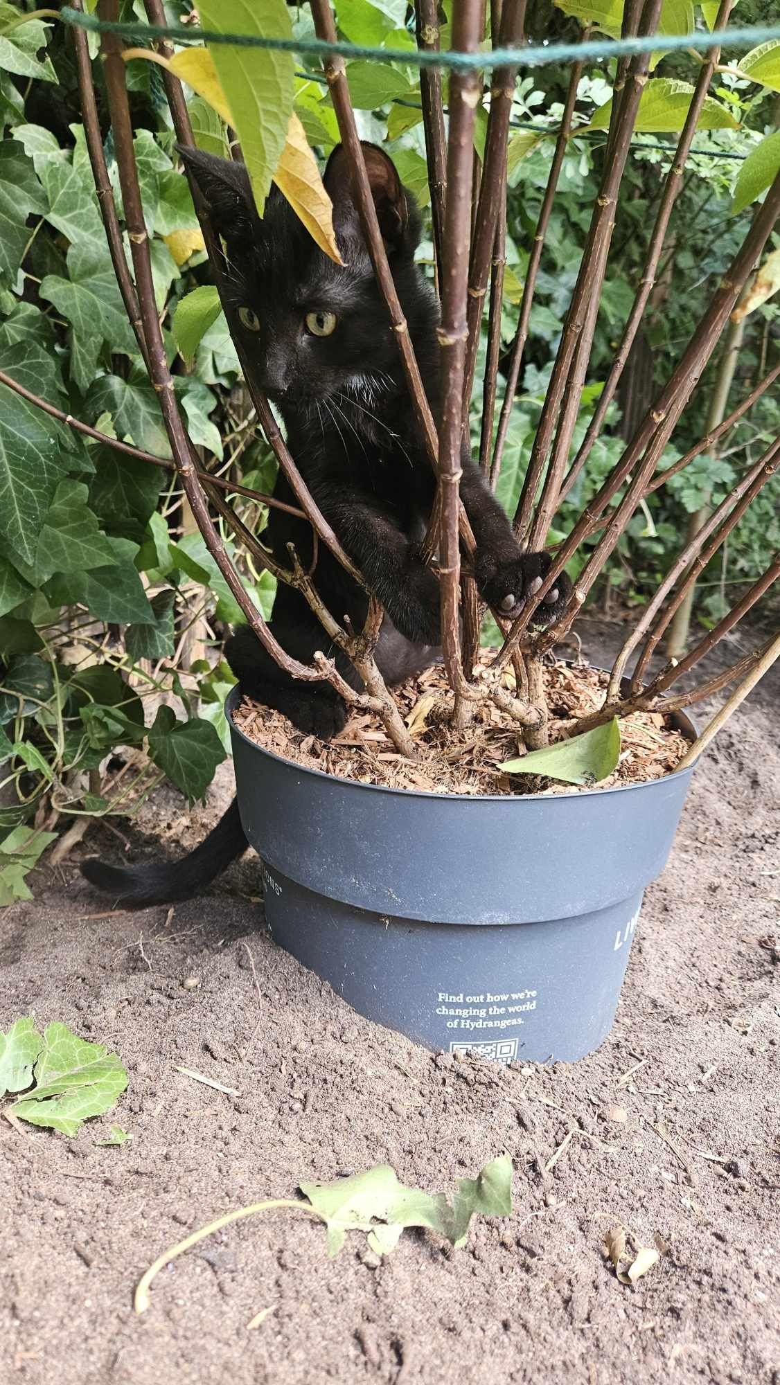 Oddam młodą kotkę 15 miesięczną w dobre ręce