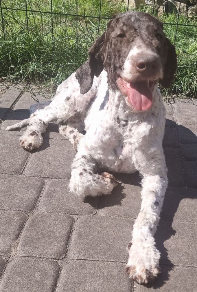 Lagotto Romagnolo piesek