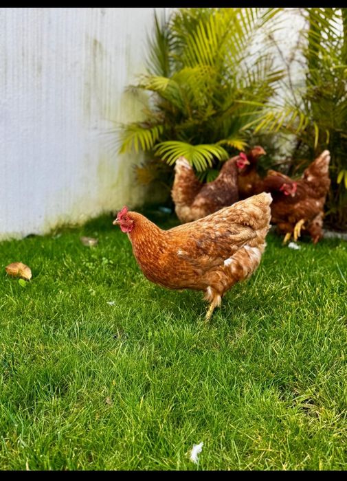 Ovos Caseiros baratos