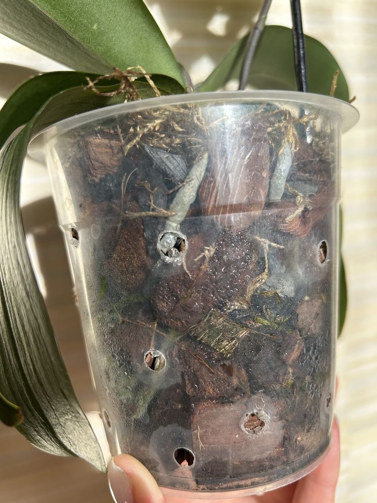 Орхідея Phal.Lemon Lime
