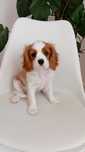Cavalier King Charles Spaniel piesek