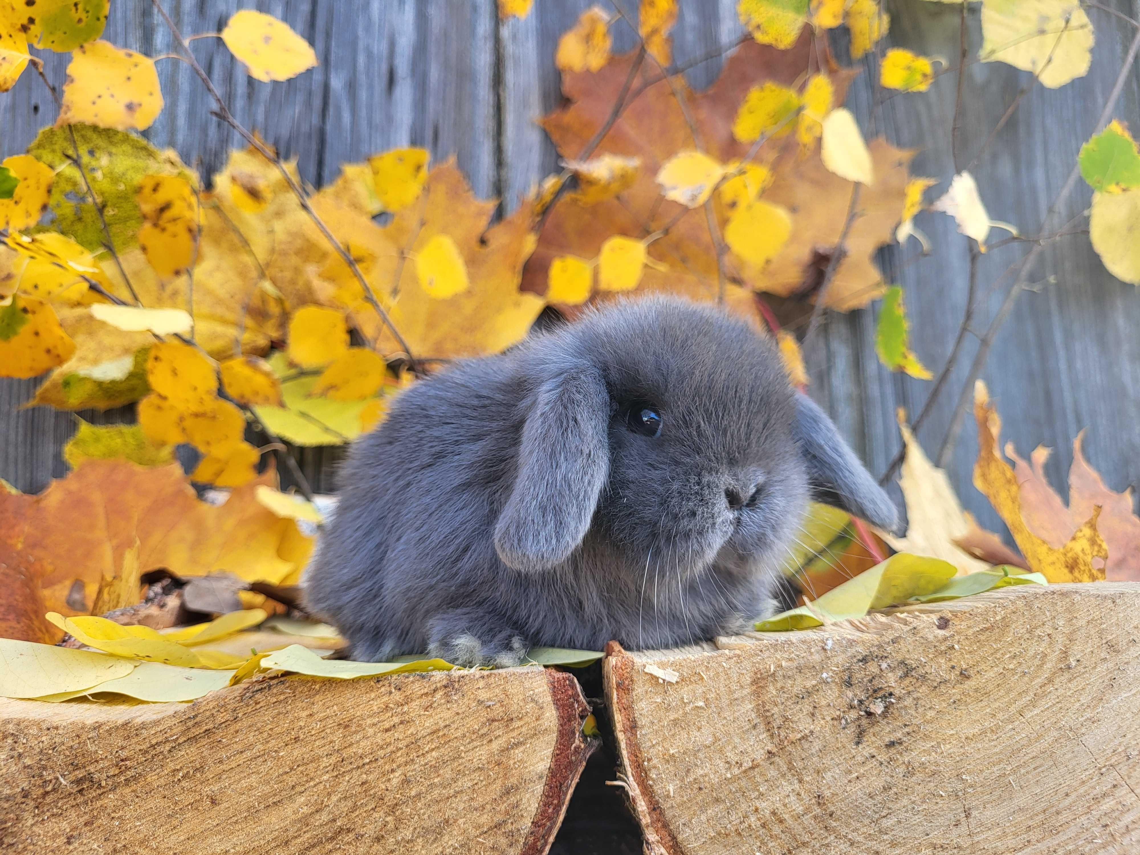 Mini Lop, piękne króliczki domowe.