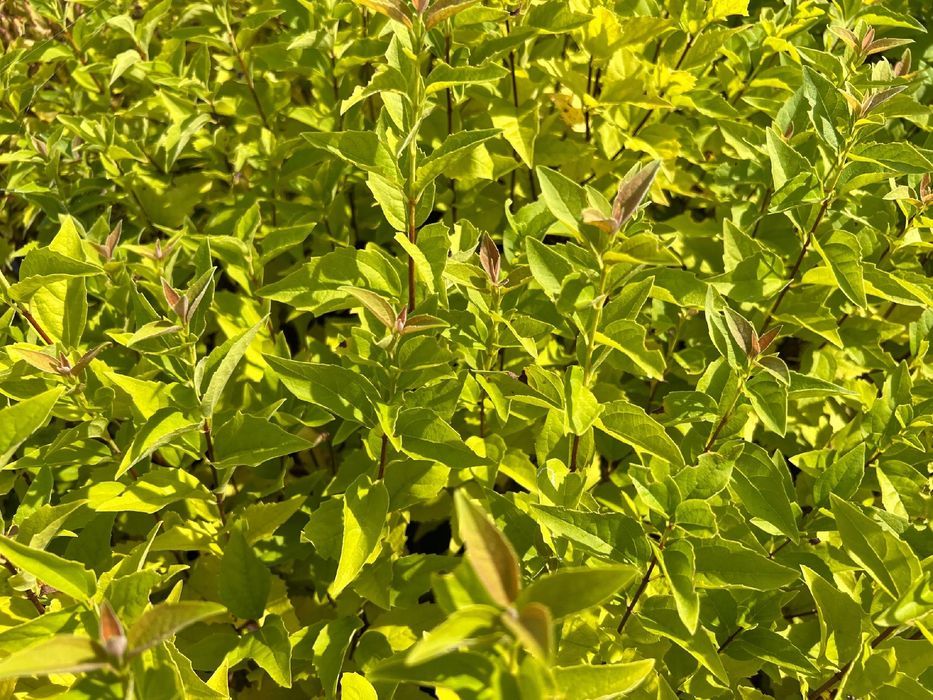 Jasminowiec wonny 'Rosamunde' (Philadelphus coronarius) Doniczka 2.0L