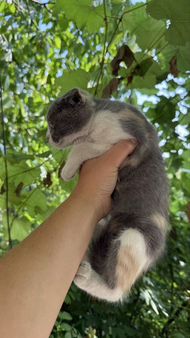 Кошечка 4 месяца