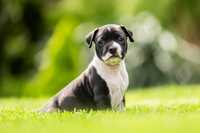 American Staffordshire terrier Amstaff ZKwP FCI