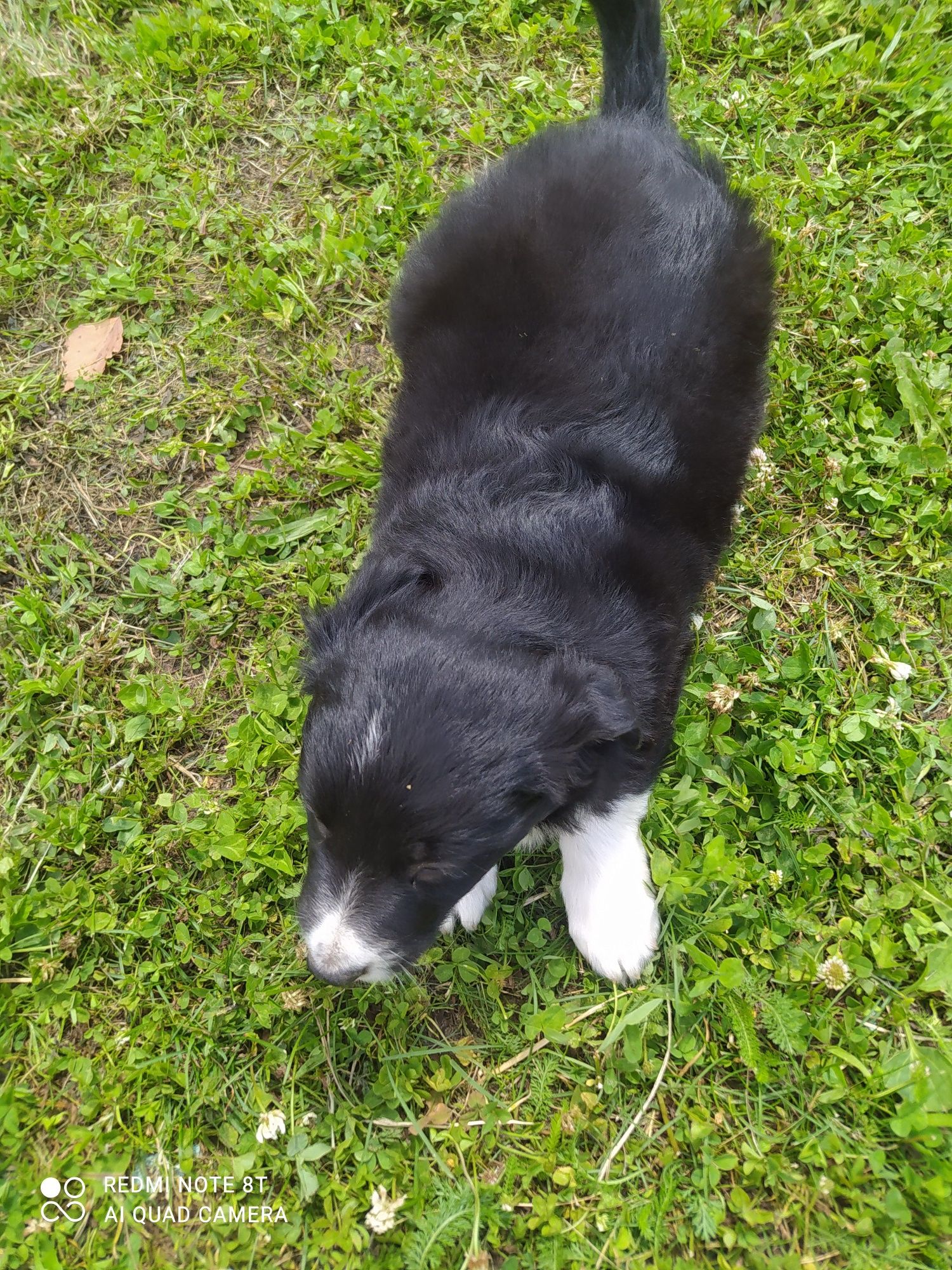 Border Collie - Czarno biały