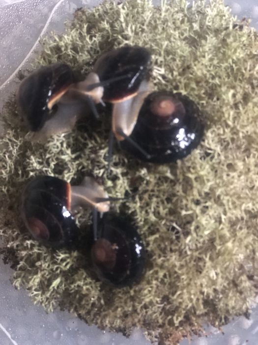 Караколус Экселенс