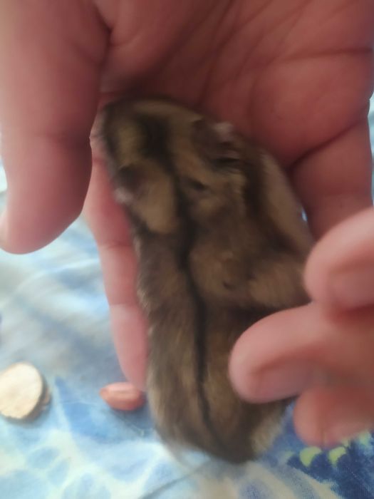 Продам хомяк джунгарского мальчика.