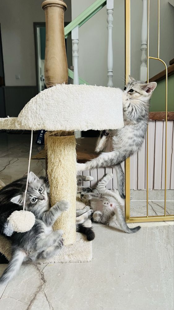 4 gatinhos para adoçao responsavel