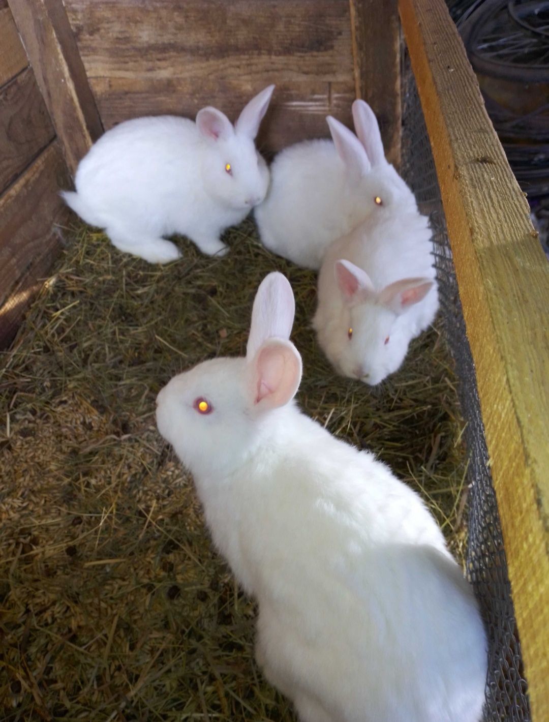 Кролики термонська біла, БСС .