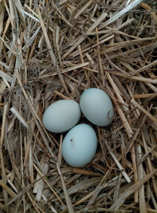 Jaja lęgowe zielone kolorowe aracuany green shell