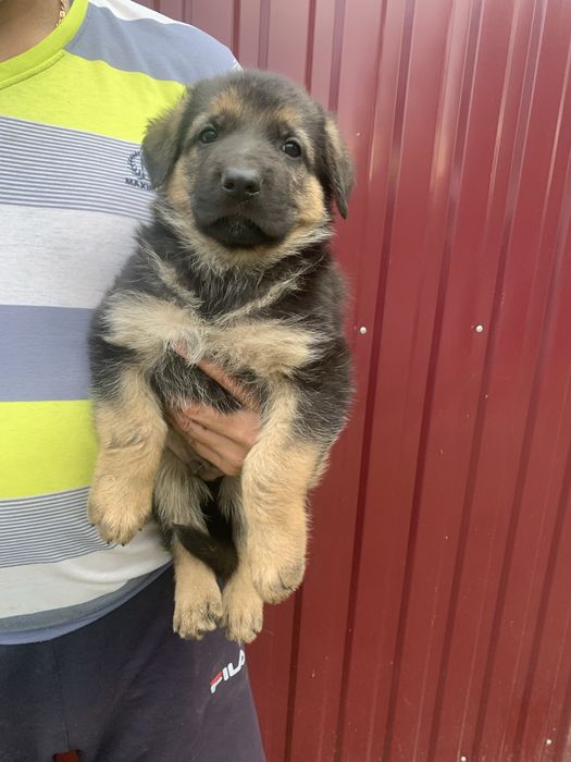 Продам цуценят Німецької вівчарки