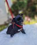 Chihuahua Sunia kolor czarny z Hodowli Bajeczne Urwisy