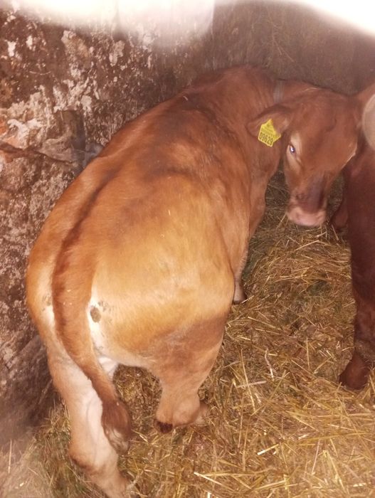 Sprzedam jałówkę