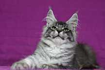Kocurek maine coon