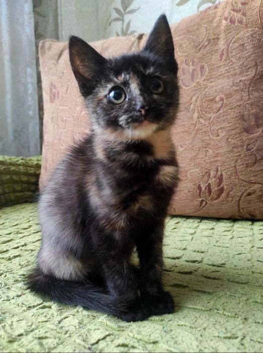 Маленькая трёхцветная котенок девочка ищет дом! Котята в хорошие руки!