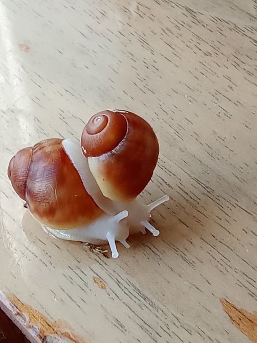 Улитята архахатины вентрикозы