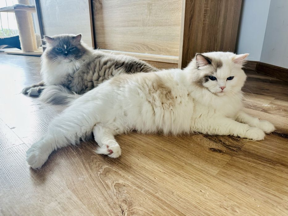 Ragdoll Cream Bicolour – kocurek z rodowodem FPL