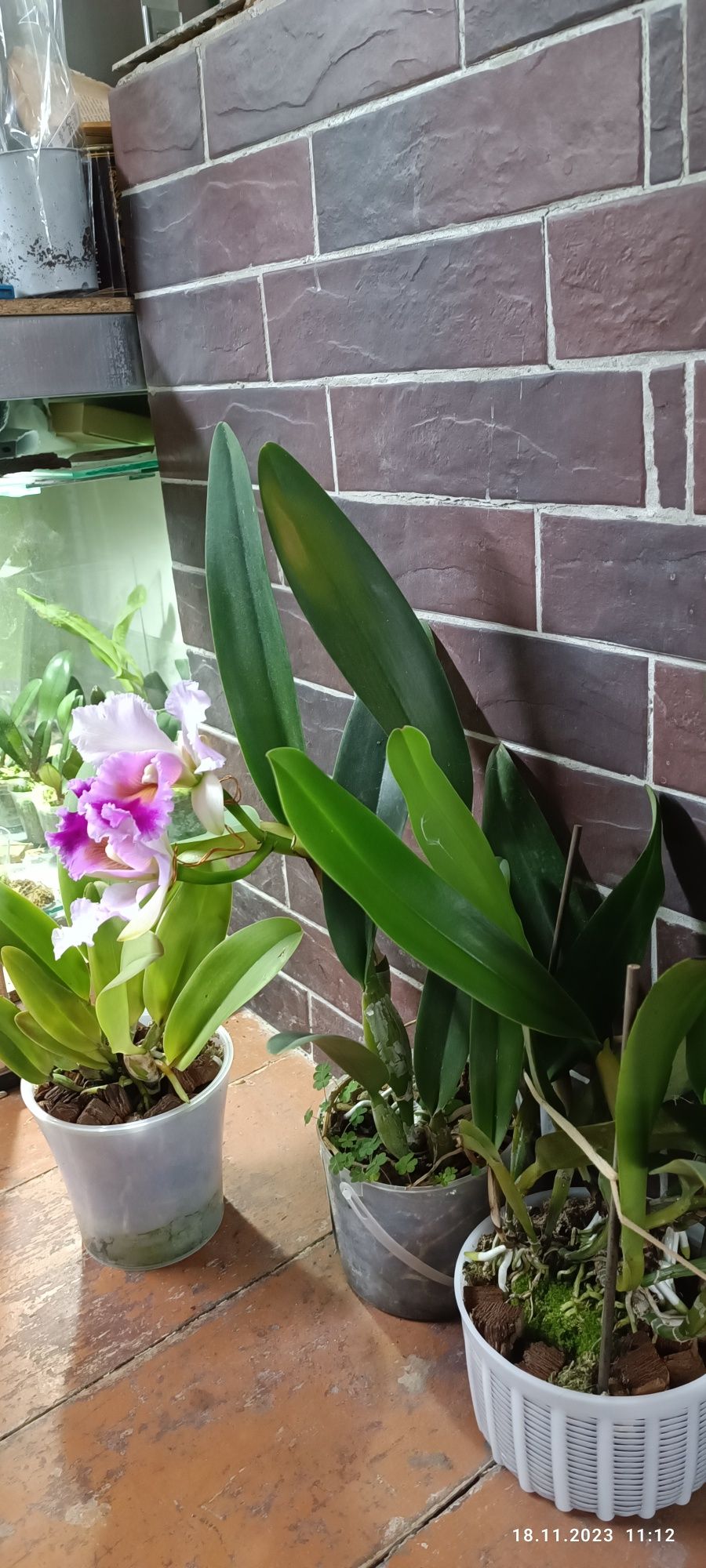 Каттлея орхідея квіти
