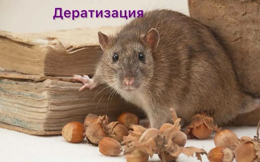 Уничтожение крыс Харьков , мышей , клопов , тараканов С Гарантией