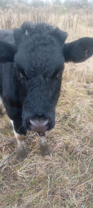 Продам теличку , терміново