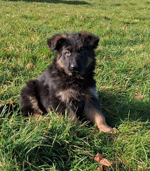 Owczarek niemiecki długowłosy śliczne szczenięta