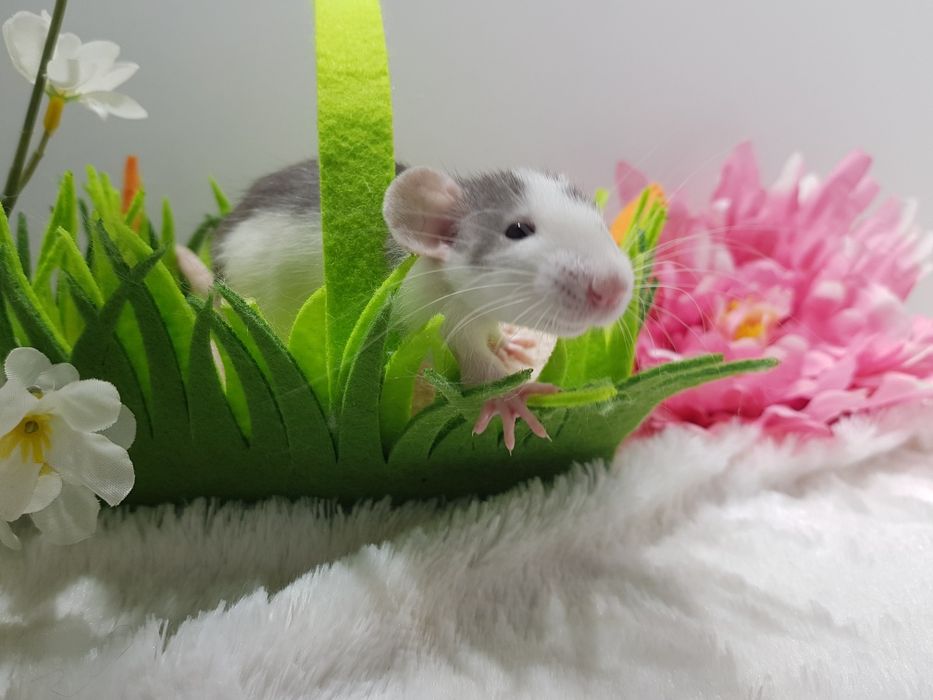 Szczury szczurki szczur młode