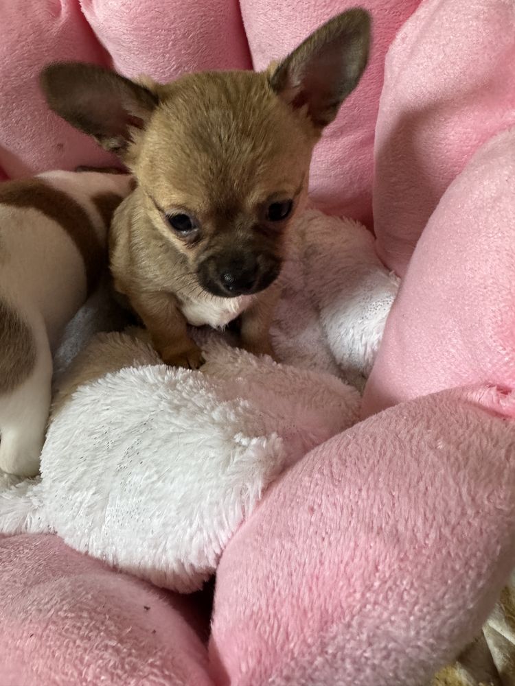 Chihuahua piesek