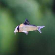 Kirysek Adolfa - Corydoras Adolfoi. Cetarius