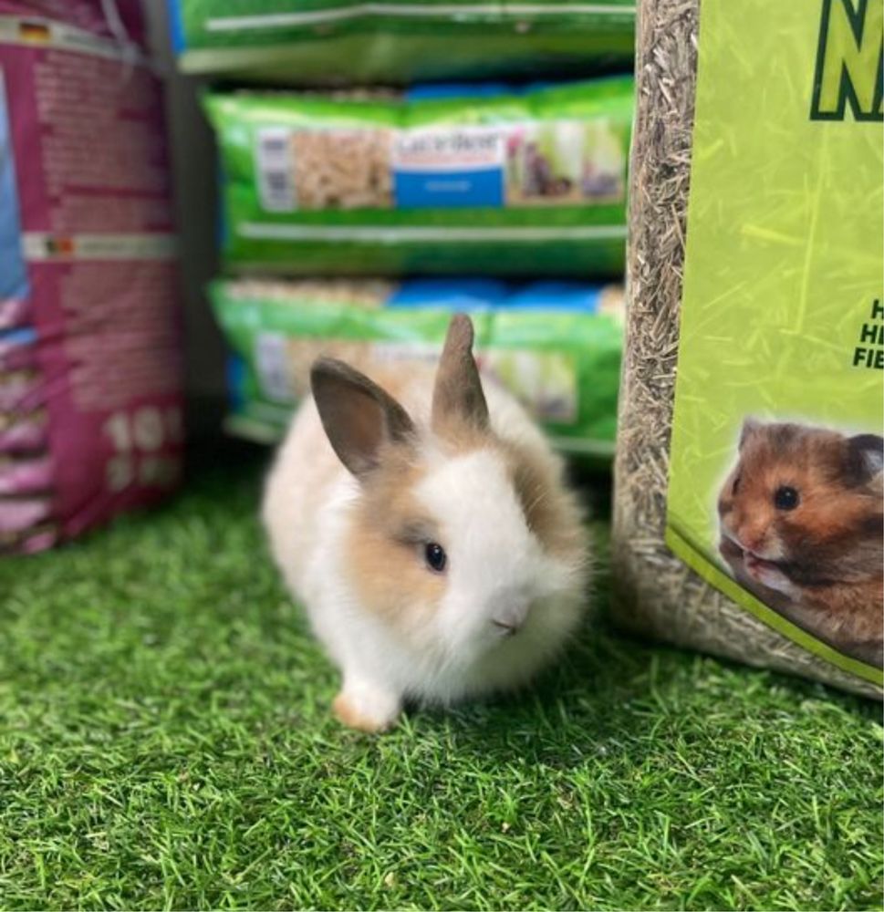 Coelhos anões Belier e Angora