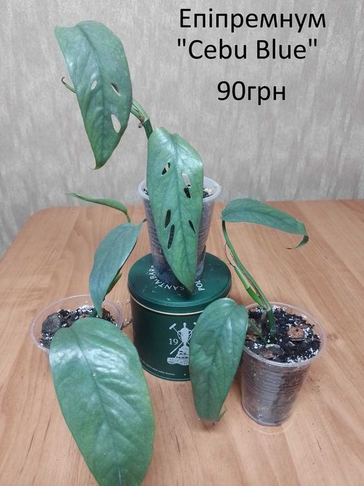 Сциндапсуси, єпіпремнуми.